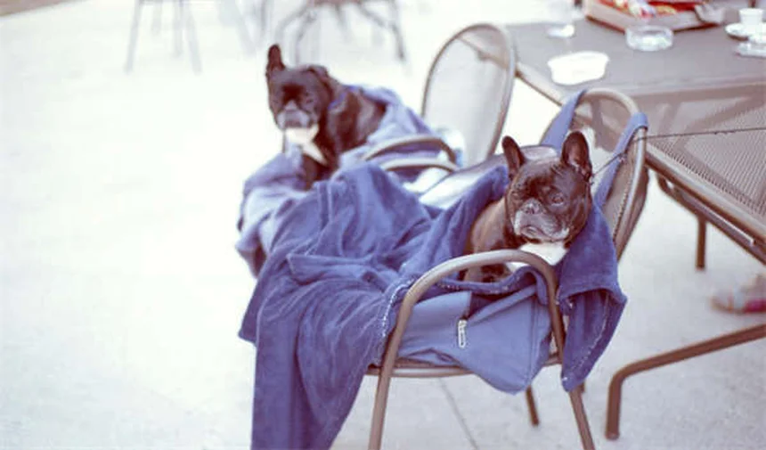 5 Dicas Essenciais para Proteger Seu Pet em Casa (Guia Completo)