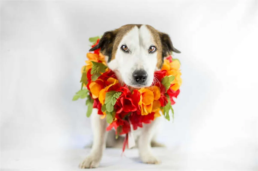 Brinquedos de Enriquecimento para Cães: 7 Opções para Estimular Seu Pet