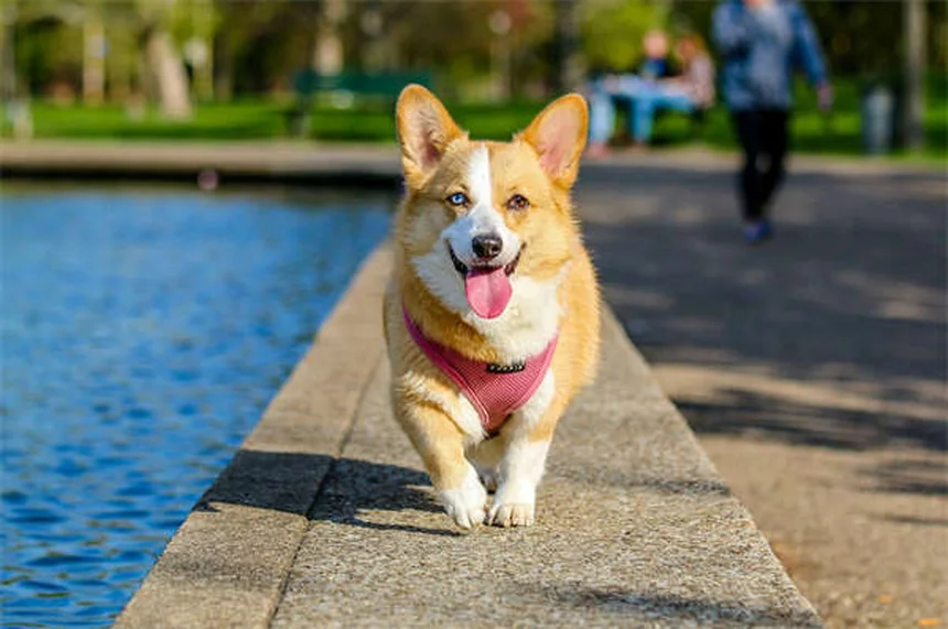 Como Treinar Seu Gatinho a Usar a Caixa de Areia em 7 Passos Simples