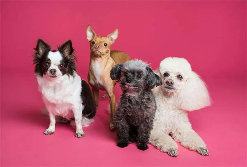 Exames de bem-estar animal: tudo o que você precisa saber para cuidar do seu pet