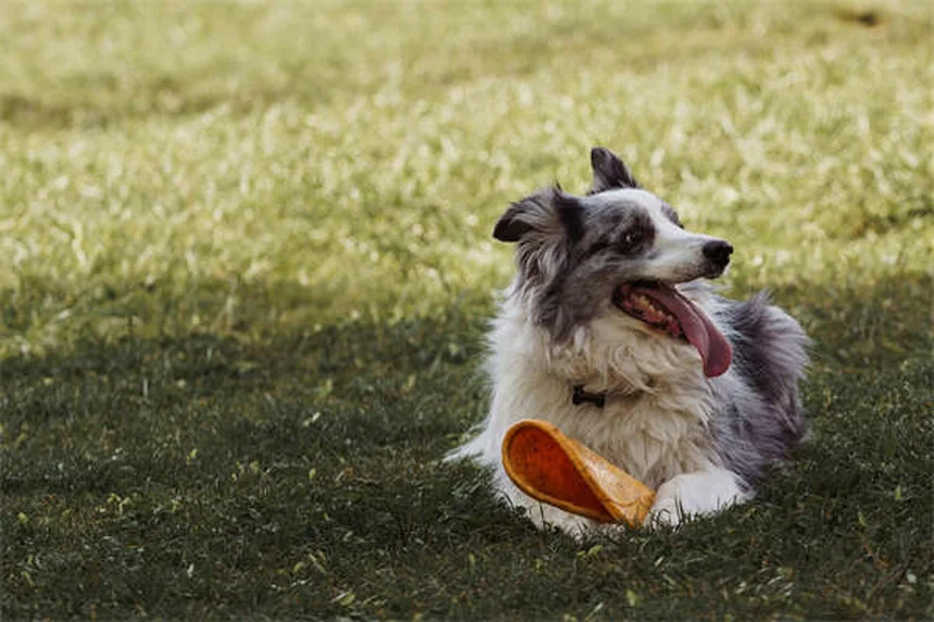 10 Mitos sobre Vermes do Coração que Todo Dono de Pet Precisa Saber