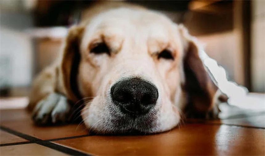 10 Mitos sobre Vermes do Coração que Todo Dono de Pet Precisa Saber