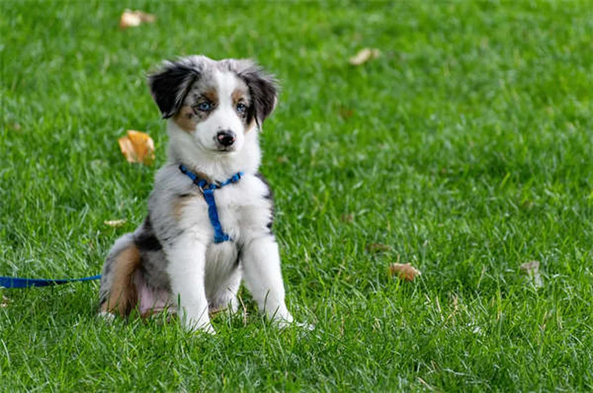 10 Mitos sobre Vermes do Coração que Todo Dono de Pet Precisa Saber