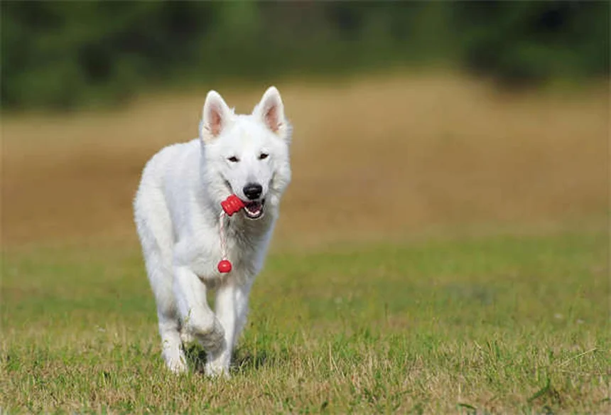 Benadryl para cães: quando usar e dosagem segura