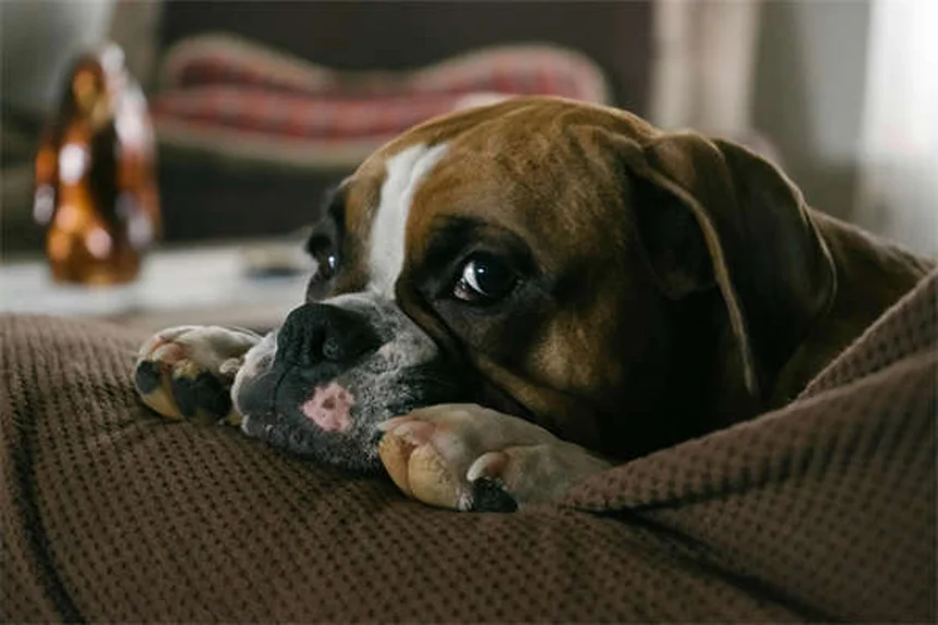 Benadryl para cães: quando usar e dosagem segura