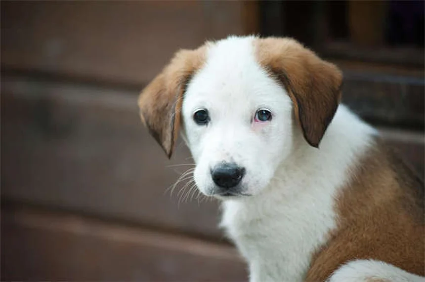 Toppers para Ração de Cães: O Segredo para uma Alimentação Mais Saborosa e Nutritiva
