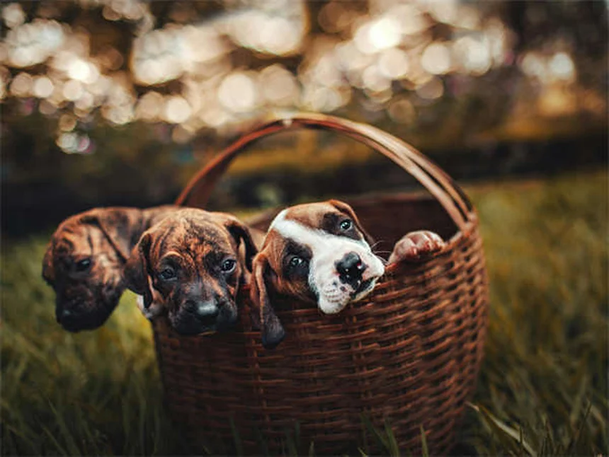 Toppers para Ração de Cães: O Segredo para uma Alimentação Mais Saborosa e Nutritiva
