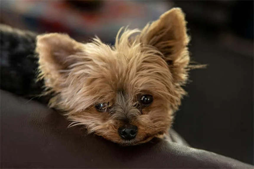 Toppers para Ração de Cães: O Segredo para uma Alimentação Mais Saborosa e Nutritiva