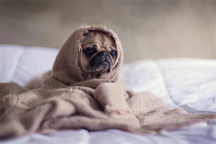 7 Formas de Prevenir e Tratar Lesões no Joelho do Seu Cão