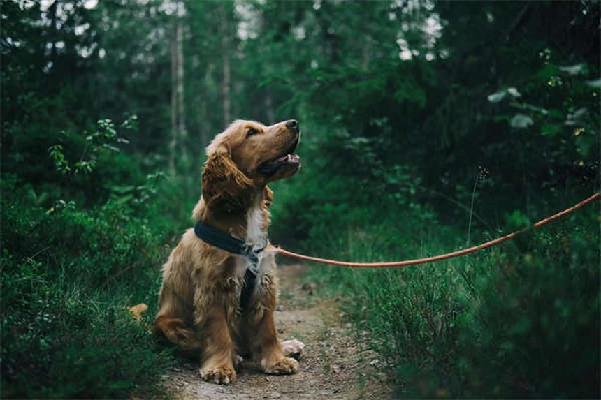 Cães veem cores? Descubra como seu pet enxerga o mundo!