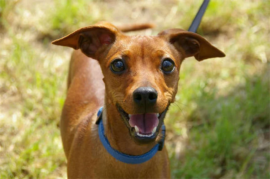Cães veem cores? Descubra como seu pet enxerga o mundo!
